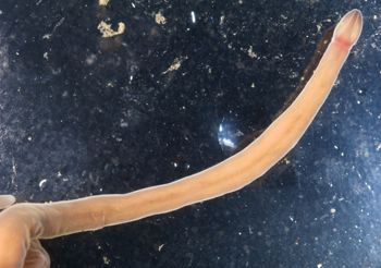 Media type: image; Invertebrate Zoology 135324